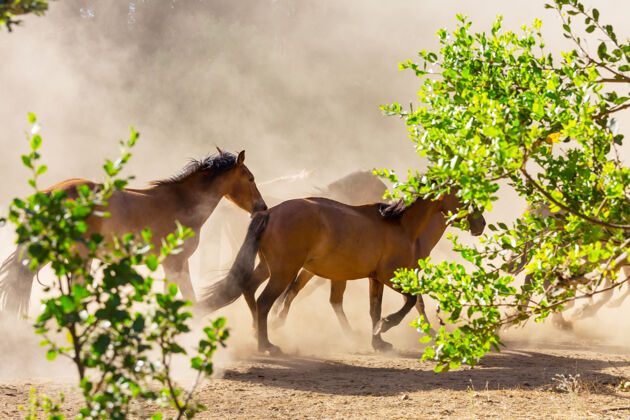 移动马群在南美智利的牧场上奔跑马乡村户外