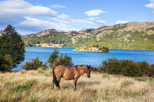 移动南美智利牧场上的马牧场灵感智利