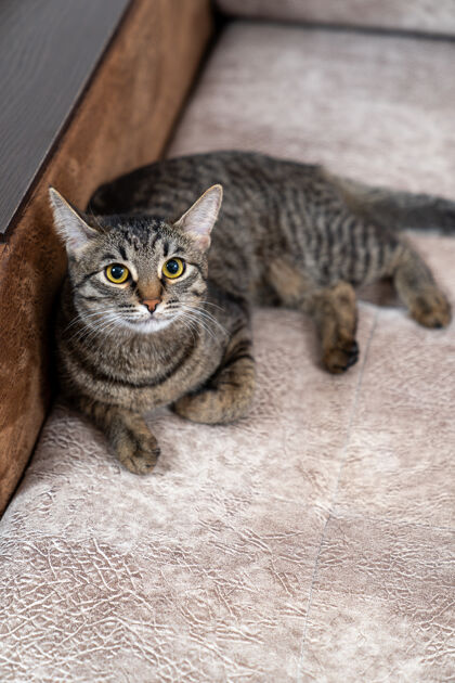 猫欧洲短毛猫躺在柔软的沙发上条纹斑猫看