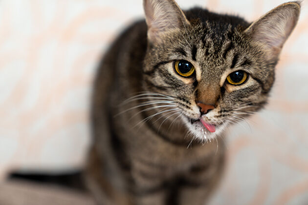 舌头欧洲短毛猫繁殖搞笑舔舔动物猫
