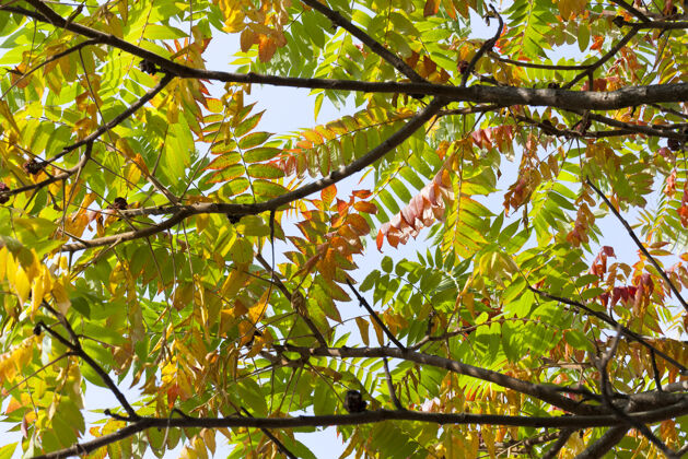 树树冠上的红 黄 绿三色树叶 秋天的大自然特写 阳光明媚的天气明亮公园生动