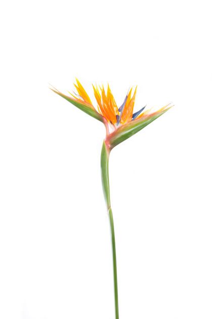 美丽热带植物五彩缤纷明亮发展植物学