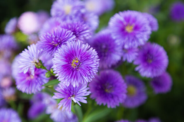 自然意大利紫菀的紫色花朵 米迦勒马斯雏菊（意大利星蒿 秋紫菀 紫罗兰花）植物学开花开花