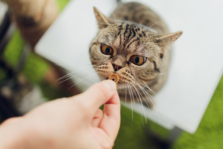 毛皮家庭生活小宠物男人给他的猫肉零食动物精致脸