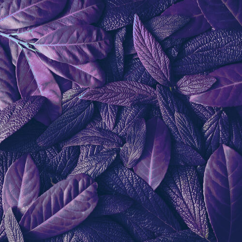 春天创意热带紫叶布局超自然概念丁香霓虹灯树叶