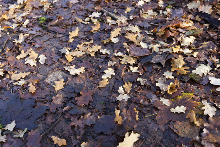 11月地上躺着秋天落叶的落叶树 特写时 橡树的部分叶子是淡的 只是最近 部分变黑了植物秋天特写