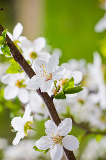 杏果园里的春花春天四月生长