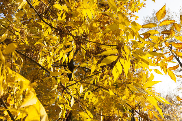 街道落叶茂密的白蜡树在秋班期间 初秋的叶子还没有落到地上凉爽金色高
