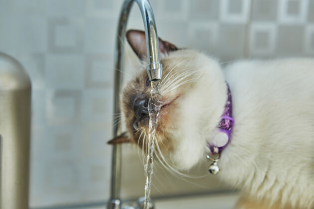 纯种暹罗猫从水龙头喝水水猫行为