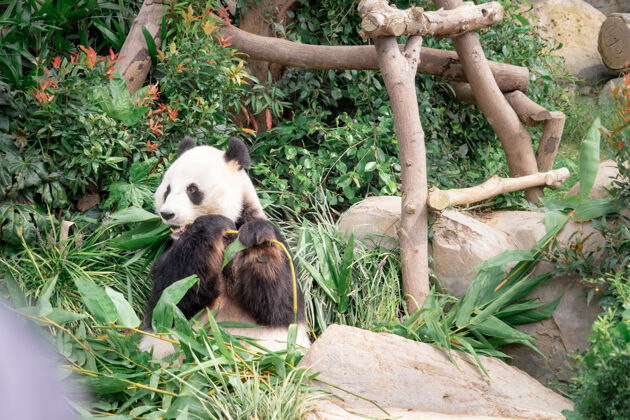 毛皮熊猫午餐吃竹叶大可爱熊