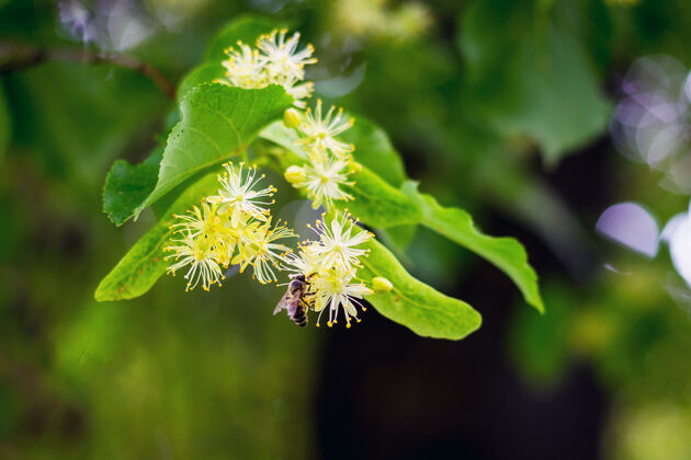 自然花开菩提树蜜蜂从菩提花中采集花粉花园昆虫户外