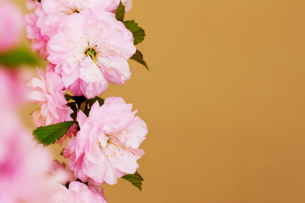 植物学桔子上的日本樱桃的粉红色花背景.copy太空人夏天新鲜樱花