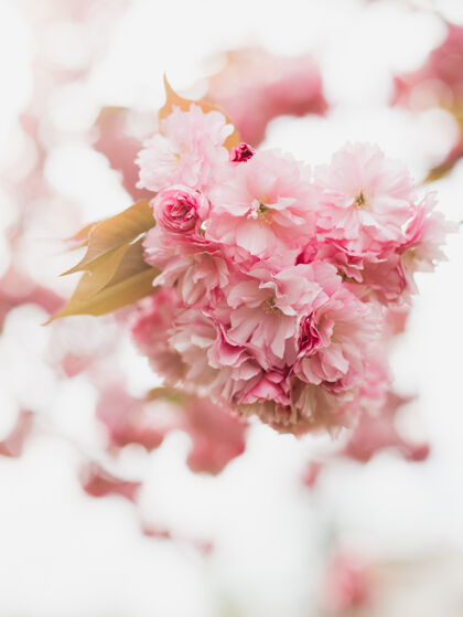 风景春天樱花盛开日本户外新鲜