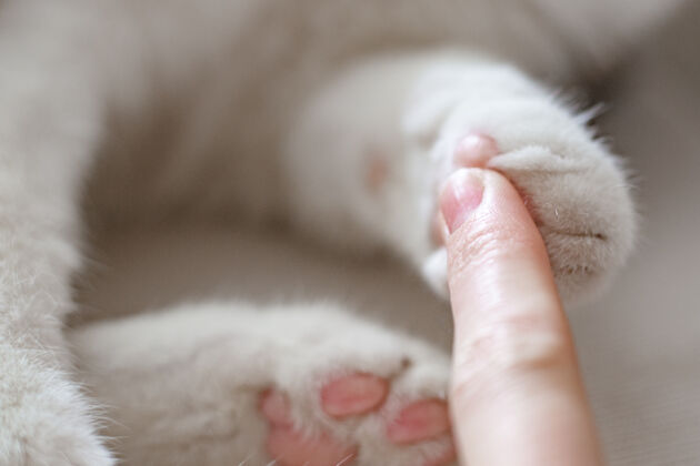 哺乳动物母手与猫爪小猫的爪子和女人的手指对比特写幼崽工具包爪