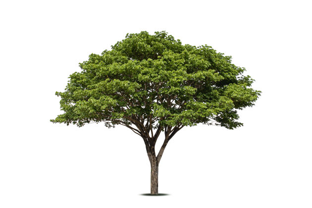 植物Chamchuri树（raintree）或samaneasaman树隔离在白色背景上 柔和聚焦遮荫森林植物学