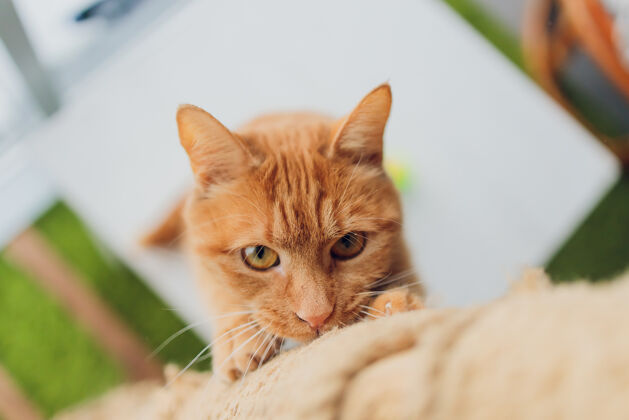 好奇红懒猫大眼睛可爱可爱的毛茸茸的猫可爱年轻可爱