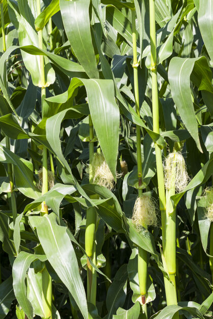 玉米棒新鲜的玉米和玉米棒 那里的谷物开始生长 特写在地里生的素食者外壳