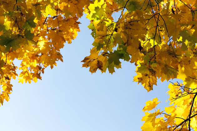 白天秋天枫叶发黄的树光橙色树枝