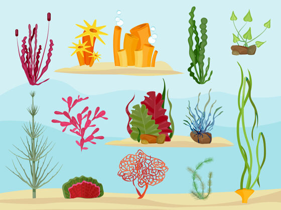 野生动物海藻水下野生动物海洋植物或海洋装饰收藏藻类海洋生命