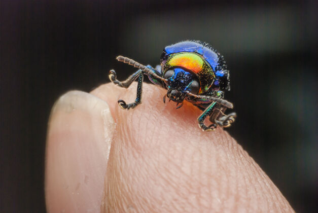 彩虹手指上的宏错误美丽昆虫自然