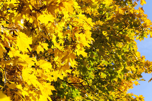 橙色秋天枫叶发黄的树公园太阳新鲜