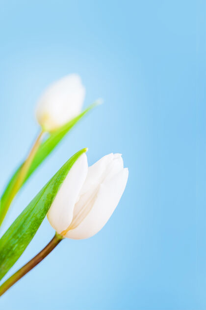 鲜花淡蓝色上有精致的白色郁金香郁金香新鲜鲜花
