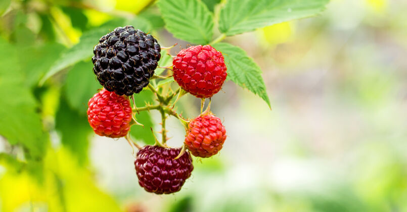 成熟黑树莓成熟树莓灌木上的绿叶甜黑莓组