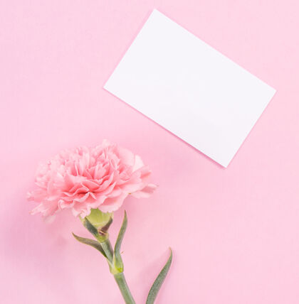 平躺粉色康乃馨的俯视图 背景是粉色的母亲节花对象信礼物
