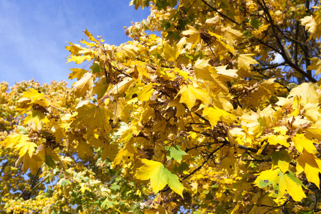 枫树公园里生长着枫树 秋天的树叶五颜六色 晴朗的天气里特写镜头户外特写郁郁葱葱