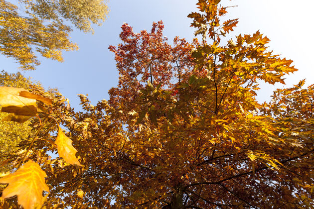 橡树秋天公园里的树 秋天公园里一棵橡树的黄色和深色叶子的特写镜头树叶和平秋天