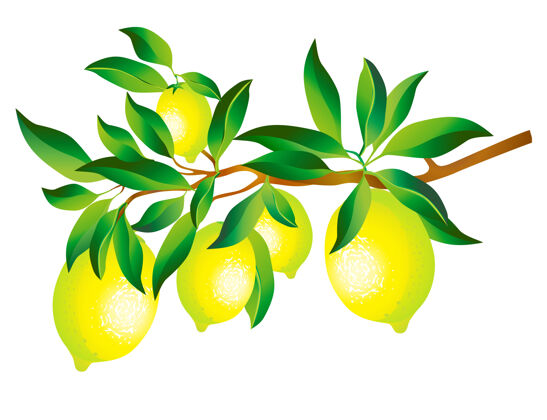 食物叶子孤立在白色的柠檬枝水果美味叶子