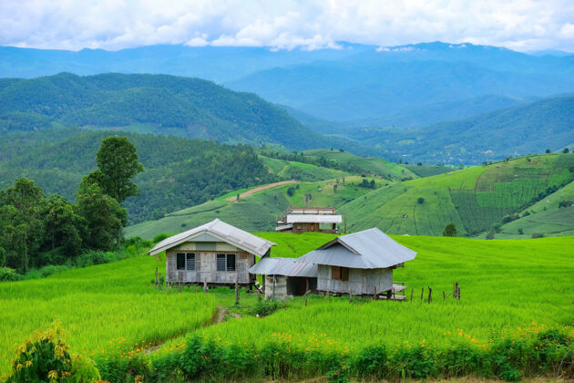 自然泰国清迈北部的巴邦片梯田草地种植园清迈