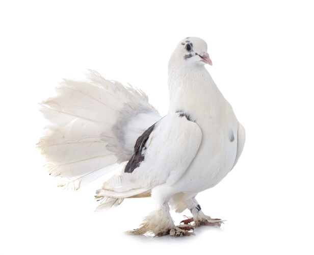鸽子白色背景前的英文扇尾宠物动物鸽子