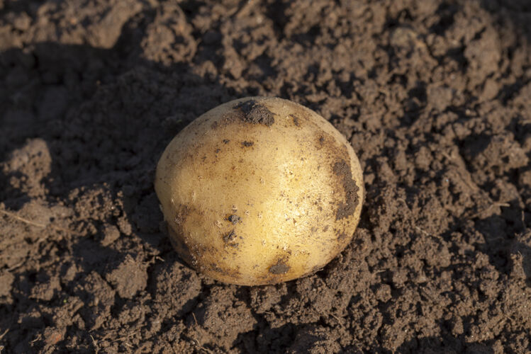 农场他挖土时收获的黄色美味土豆 就在土里小收获成熟的