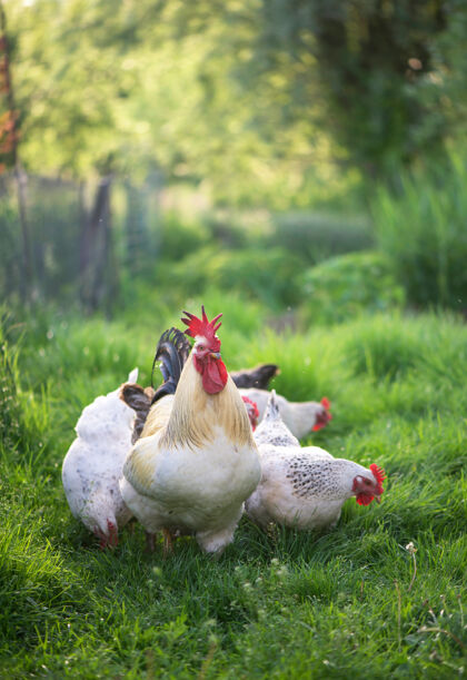 春天公鸡和鸡免费的放养公鸡和母鸡农村农场肉
