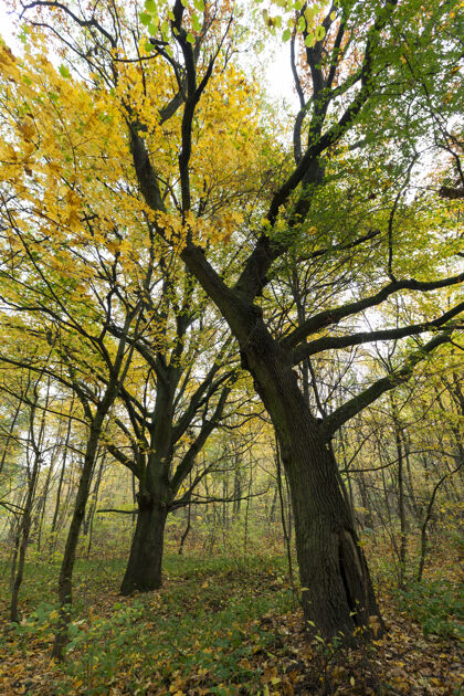 阳光落叶树 枫树 橡树等 灌木丛生长在秋林中 部分树叶掉在地上 把景色变成了黄色草地树座位