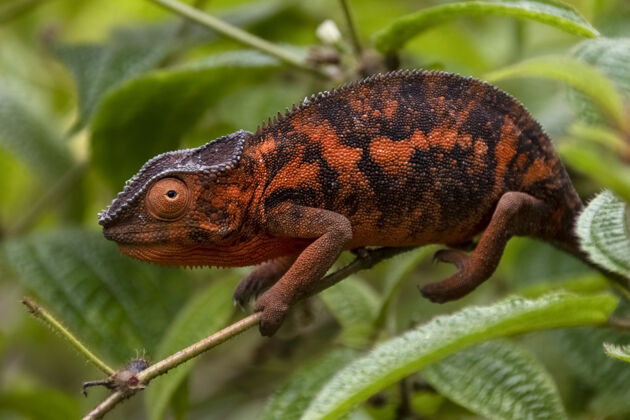 树美丽的橙色是马达加斯加特有的变色龙马达加斯加.非洲!树 自然 动物 多彩 热带 色彩 非洲 美丽 野生 蜥蜴 变色龙 野生动物 神奇 鬣蜥 爬行动物 动物群 两栖动物