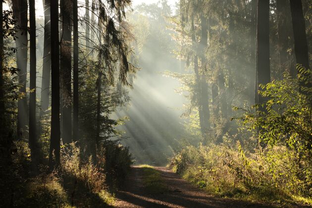 云杉在雾蒙蒙的秋天早晨 穿过树林的乡间小路小径户外阳光