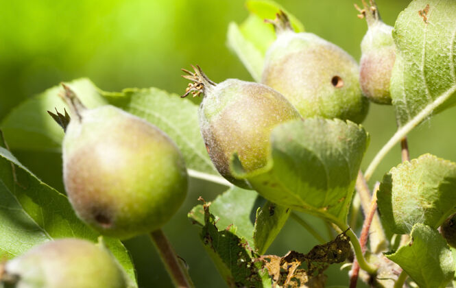 园艺幼嫩的酸苹果在开始生长时 特写在苹果树上开花后和子房里结出新果实的苹果春天白天小