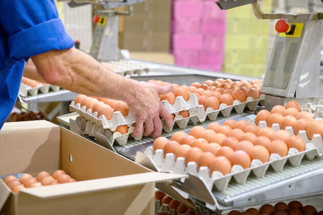 划船工厂化鸡蛋生产工人把鸡蛋分类农业综合企业公司组鸡食品