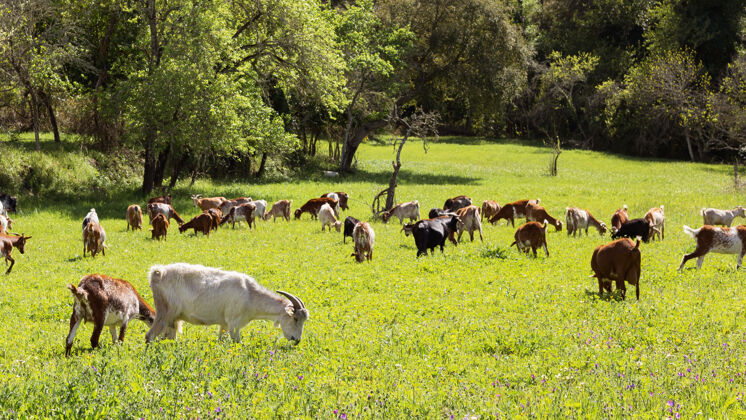 羊早上 可爱的山羊在绿油油的草地上吃草农田母鹿户外