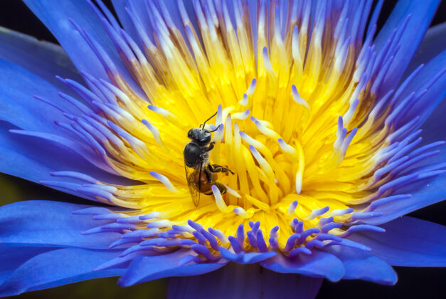 美丽美丽的莲花上的蜜蜂装饰彩色莲花