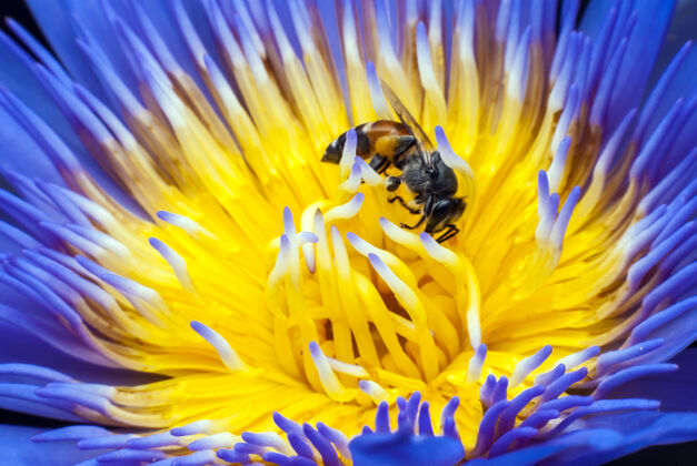 美丽美丽的莲花上的蜜蜂自然装饰蜜蜂