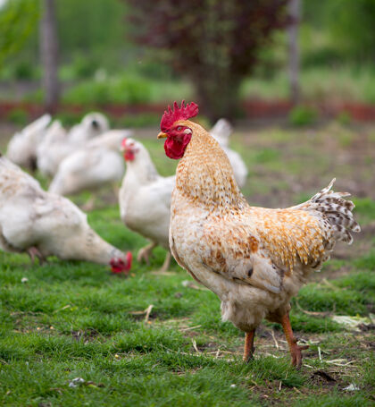 农业公鸡和鸡免费的放养公鸡和母鸡肉类动物羽毛