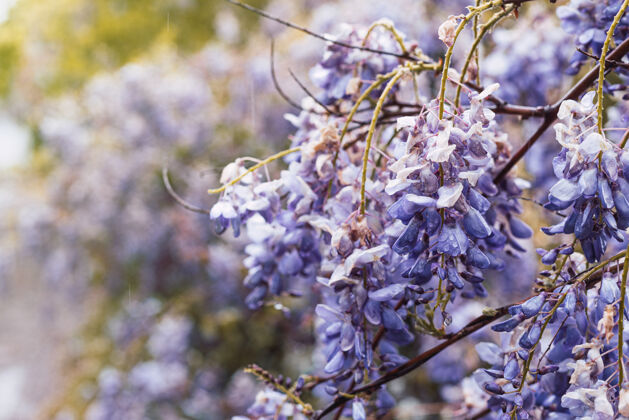 花瓣特写镜头美丽的紫色紫藤花湿从雨中成长的领域在春天雨复制空间波基