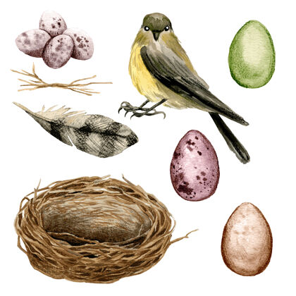 庆典鸟巢蛋插画设计鸟水彩鸟巢