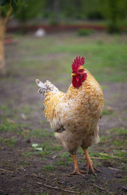 农村伟大的公鸡公鸡在阳光明媚的小鸡笼里漫步美丽的小鸡村 特写动物养殖母鸡