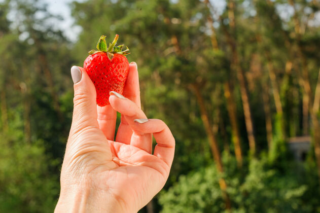 采摘女性双手紧握新鲜草莓起来夏天概念手持有叶子