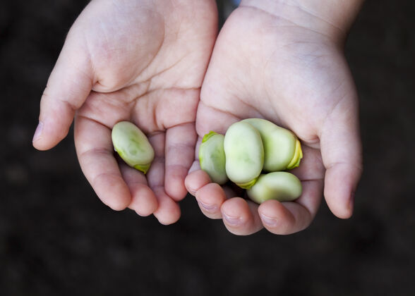 食物手上躺着绿嫩熟透的豆果 农业小吃豆类作物