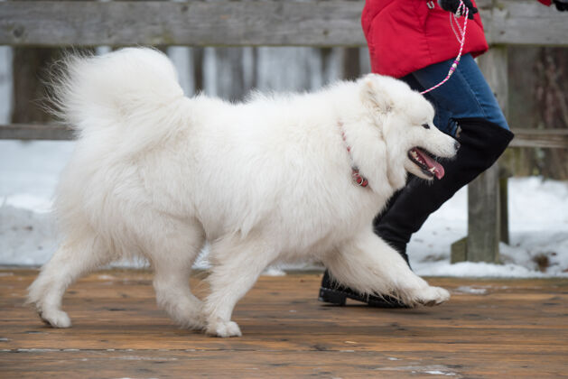 户外萨莫耶德白狗在雪道上跑 巴尔塔卡帕可爱跑步狗